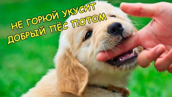 WELL, THAT'S A DIFFERENT MATTER) - Dog, Picture with text, Memes