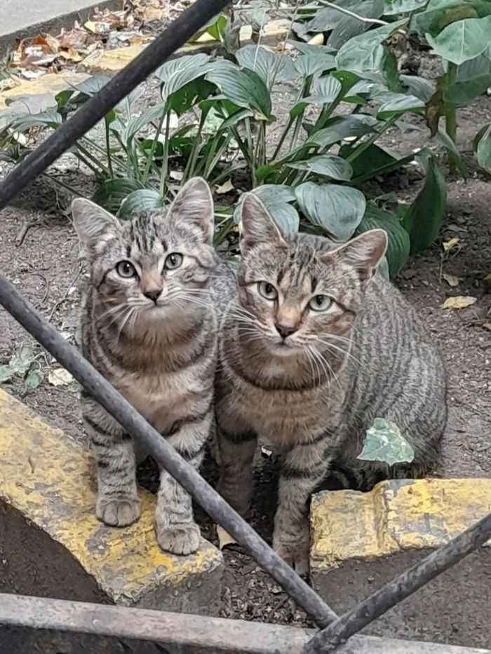 ПОСТ ШАНС. Котёнку срочно нужен дом!!! - Без рейтинга, В добрые руки, Кот, Котята, Помощь животным, Санкт-Петербург, Ленинградская область, ВКонтакте (ссылка), Длиннопост