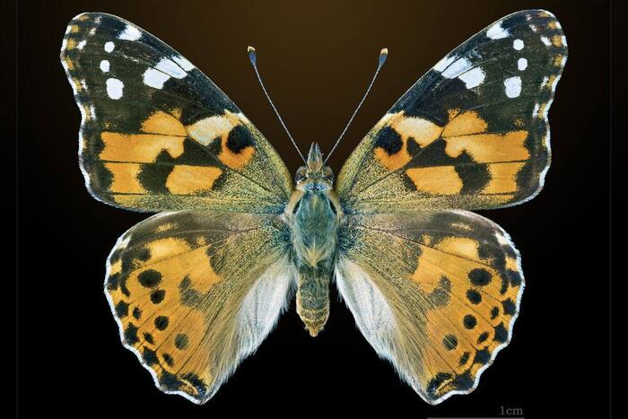 Scientists have discovered that painted lady butterflies can fly across the Atlantic Ocean - Informative, Nauchpop, Sciencepro, Butterfly, Flight