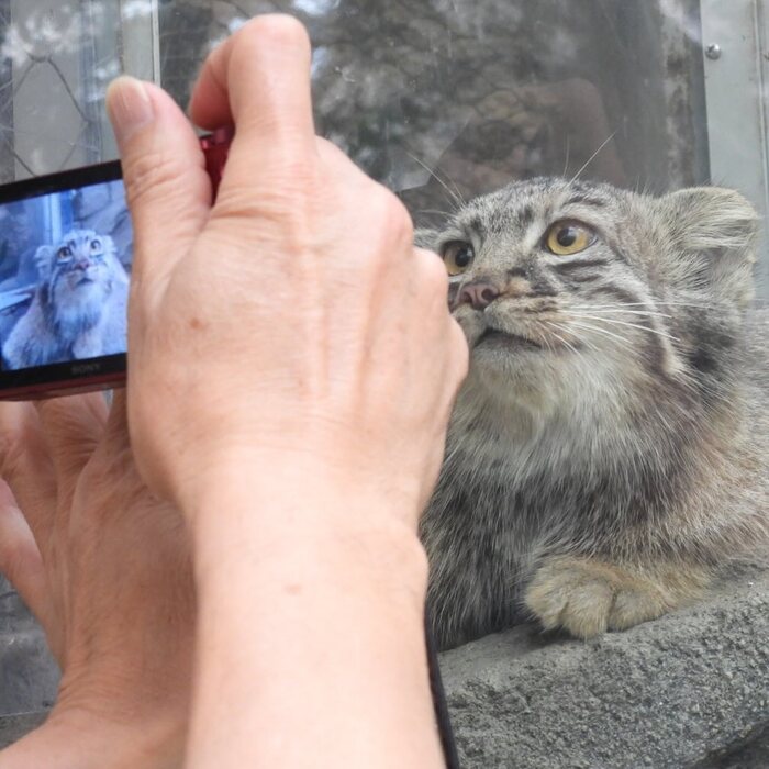 Звезда и поклонники