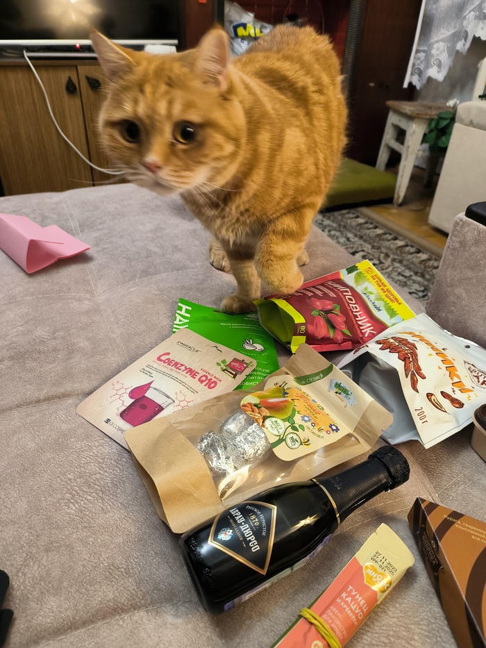 Котоинспекция проведена