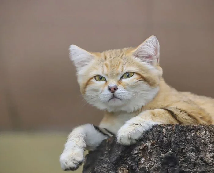 Prince - Sand cat, Small cats, Cat family, Predatory animals, Wild animals, Zoo, The photo