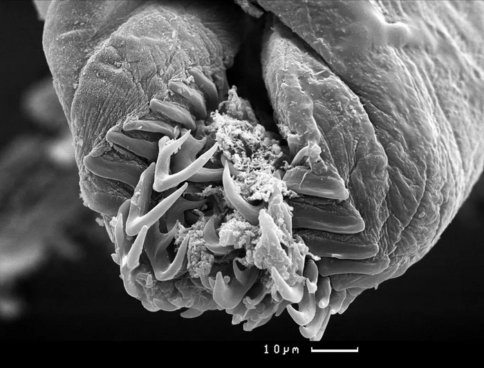 <!--noindex--><a href="https://pikabu.ru/story/otvet_na_post_chuzhoy_romul_11869455?u=https%3A%2F%2Fwww.techinsider.ru%2Fscience%2Fnews-456682-raskryt-sekret-sliznya-potroshitelya%2F&t=https%3A%2F%2Fwww.techinsider.ru%2Fscience%2Fnews-456682-raskryt-sekre...&h=2544ff519162184ae51baa96a00204e58c5787a5" title="https://www.techinsider.ru/science/news-456682-raskryt-sekret-sliznya-potroshitelya/" target="_blank" rel="nofollow noopener">https://www.techinsider.ru/science/news-456682-raskryt-sekre...</a><!--/noindex-->