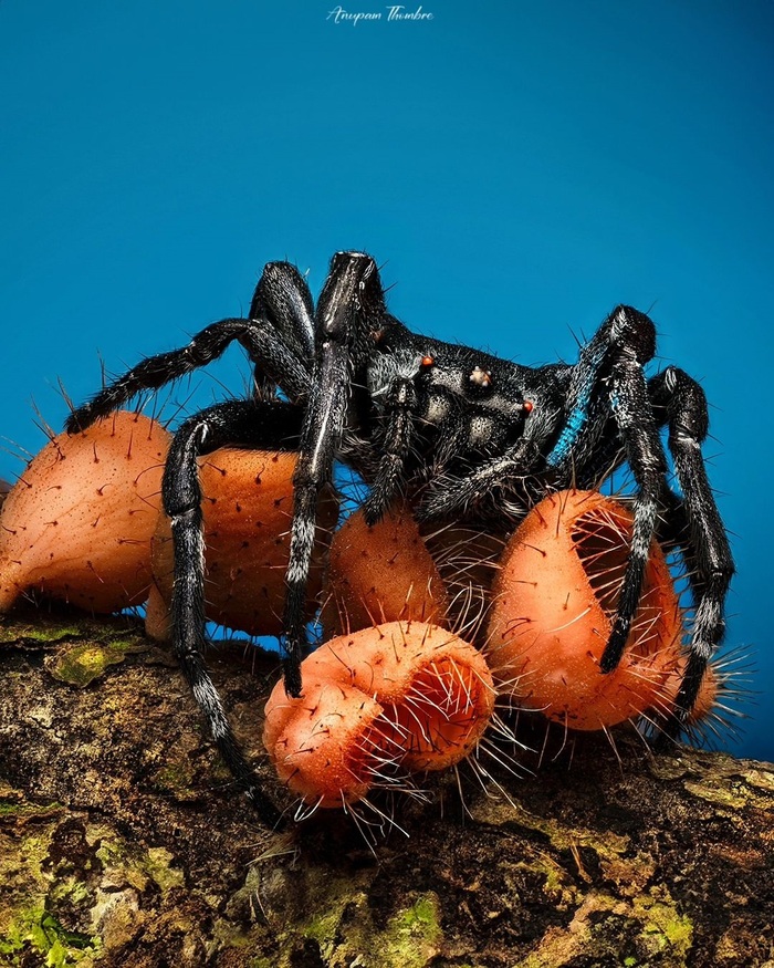 Паук с красными глазами