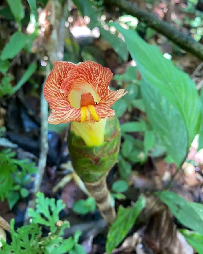 Spotted Spiral Ginger - Flowers, Plants, The photo, Longpost