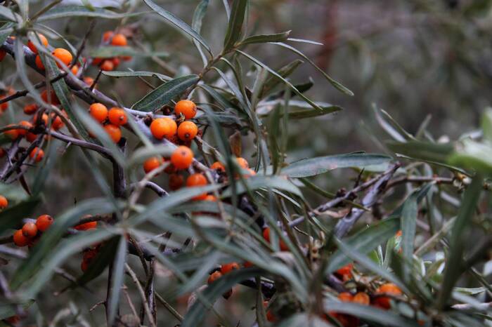 Sea ??buckthorn - My, The photo, Plants, Autumn, Nature, Sea buckthorn