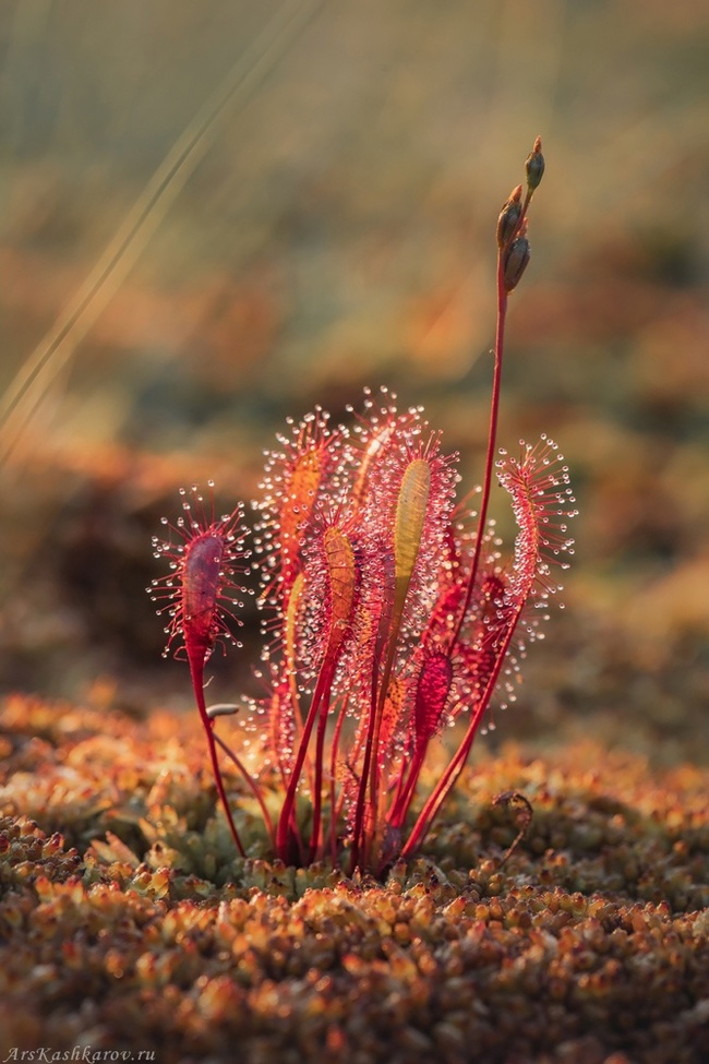 Sundew! - My, Plants, Botany, Entertaining botany, Sundew, Carnivorous plants, Longpost, The photo