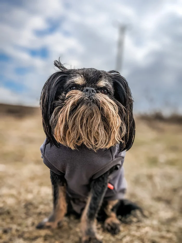 Chewbacca - My, The photo, Mobile photography, Dog, Portrait, Pets