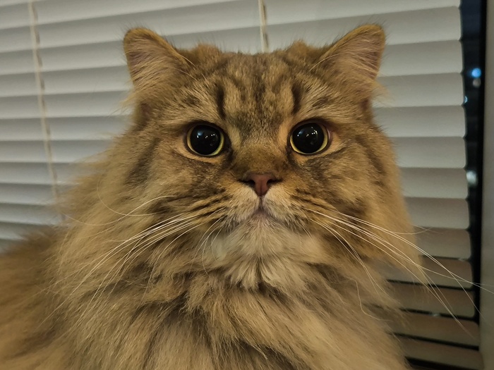 Фото на паспорт