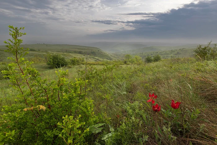 In the April steppe - My, Tulips, Steppe, Rostov region