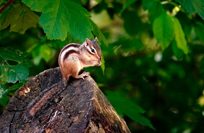        .   ,      -  ,  ,           .