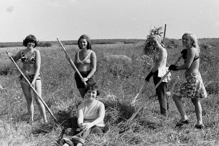 На сенокосе под Ленинградом. 1976 год - Сено, Сенокос, Детство в СССР, Сделано в СССР, СССР, Девушки, Ленинград, 70-е, Ретро, Воспоминания, Воспоминания из детства, Лето, Ностальгия, Память, Красота, Telegram (ссылка)