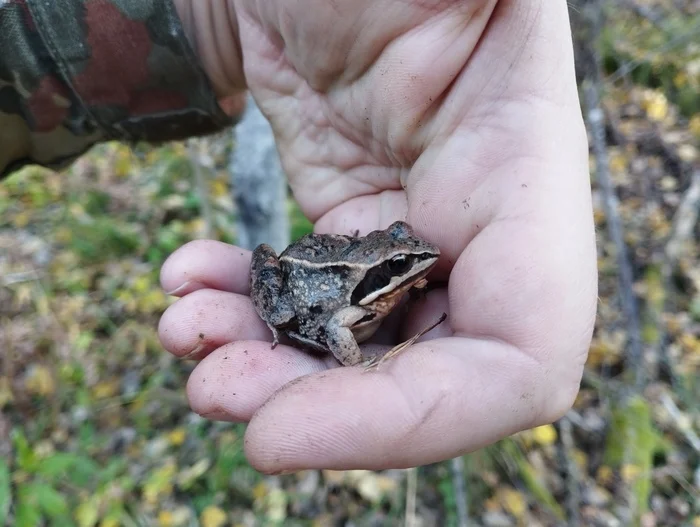 Это грибная среда, мои чюваки! - Моё, Среда, Лягушки, It Is Wednesday My Dudes, Опята, Грибы, Длиннопост, Фотография