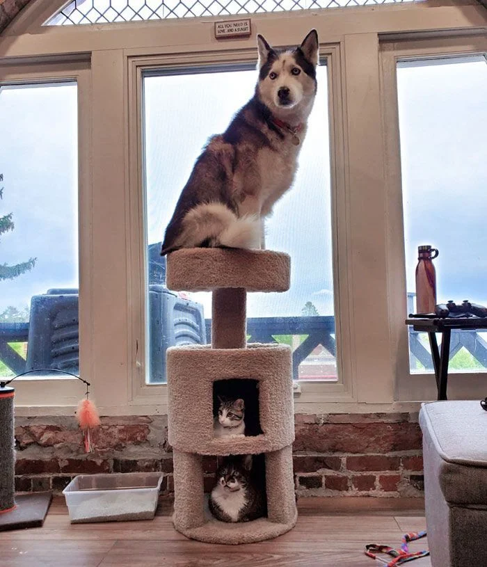 When you are a cat in your soul - Humor, Dog, cat, Laughter (reaction), Milota, Funny, Siberian Husky, Husky, Cats and dogs together