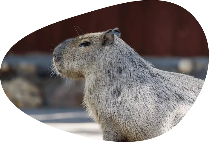 You can now watch the inhabitants of the Moscow Zoo online at mos.ru! - Capybara, Rodents, Wild animals, Zoo, Moscow Zoo, Broadcast