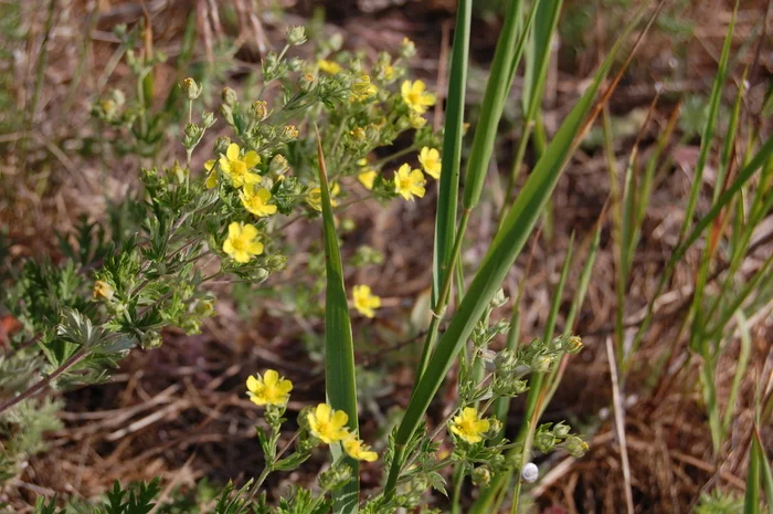 Also a plant) - My, The photo, Nature, Plants, Autumn, Bloom