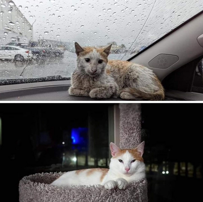 Любовь, забота и доброта - творят чудеса!