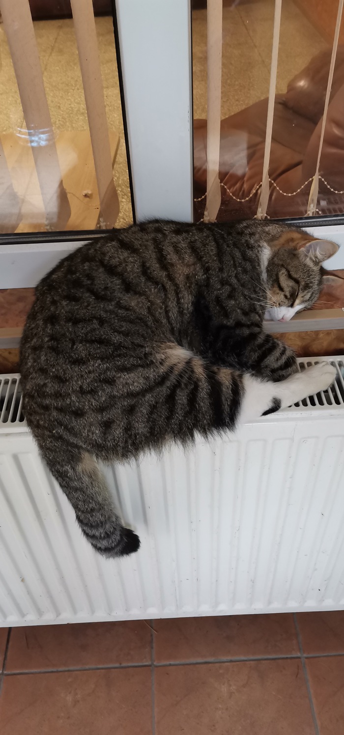 ����� ���������