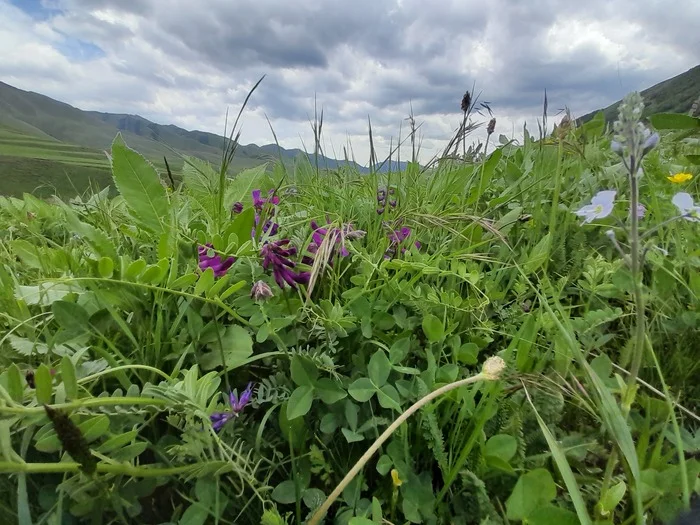 Flowers of Dagestan - My, The mountains, Dagestan, The photo, Flowers, Longpost