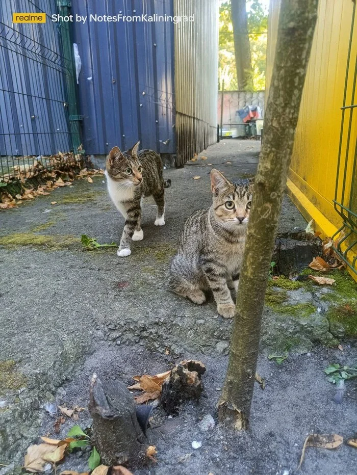 City beauties - My, cat, Kaliningrad, City walk, Fluffy, Pet the cat, Kaliningrad region, Street photography, The photo