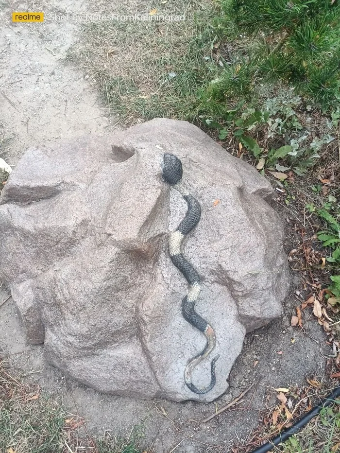 Snake on a rock - My, Sculpture, Snake, Zelenogradsk, Kaliningrad region, Kaliningrad, City walk, Street photography, The photo