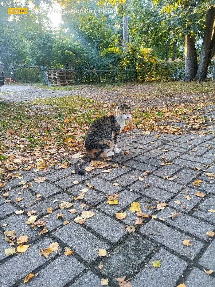 City beauties - My, cat, Kaliningrad, City walk, Fluffy, Pet the cat, Kaliningrad region, Street photography, The photo