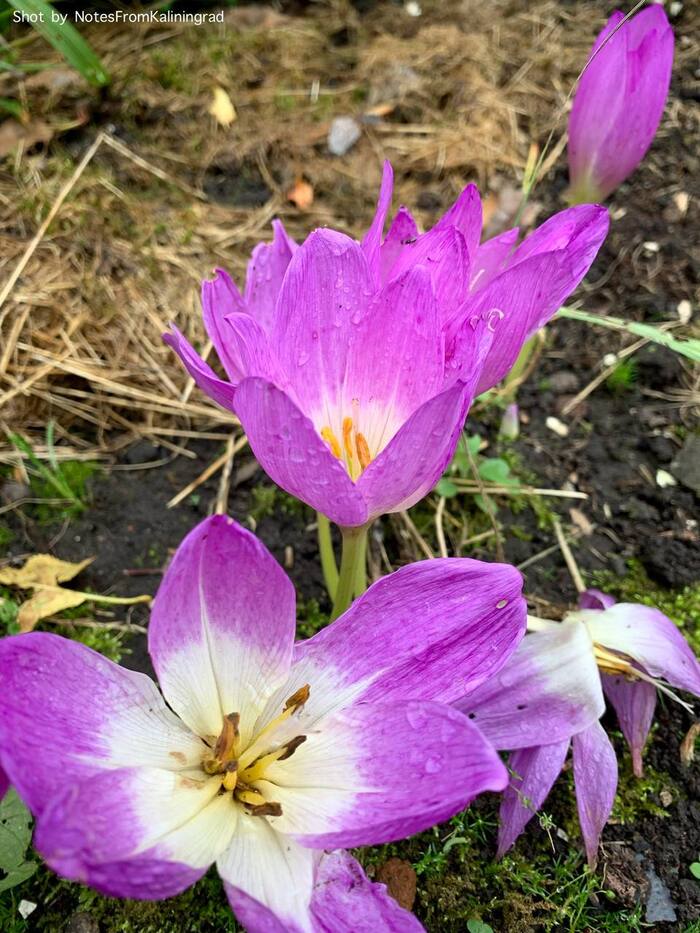 Colchicum - My, Timeless, Flowers, Bloom, Street photography, The photo, Kaliningrad region, Kaliningrad, Longpost