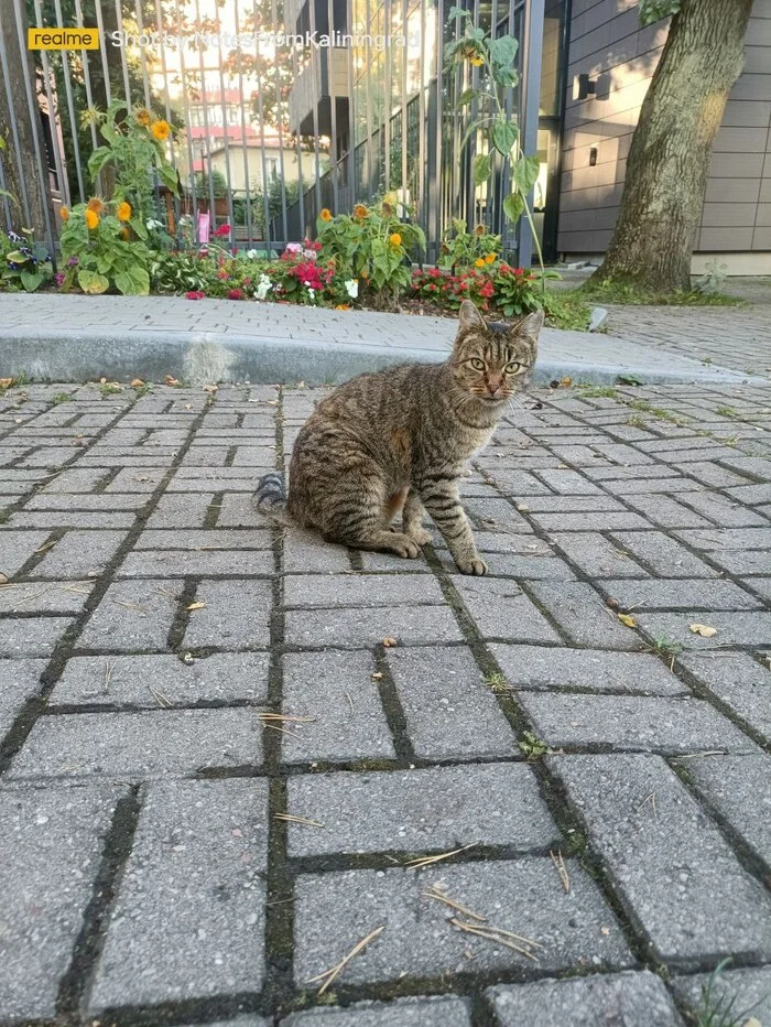 City beauties - My, cat, Kaliningrad, City walk, Fluffy, Pet the cat, Kaliningrad region, Street photography, The photo