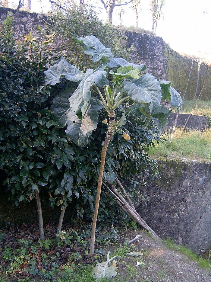 Португальская капуста. Фото с сайта <!--noindex--><a href="https://pikabu.ru/story/kapusta_ogorodnaya__takaya_raznaya_11867918?u=http%3A%2F%2Fwikipedia.org&t=wikipedia.org&h=069e34549d8605623376d6a956946f0dddfb7907" title="http://wikipedia.org" target="_blank" rel="nofollow noopener">wikipedia.org</a><!--/noindex-->.