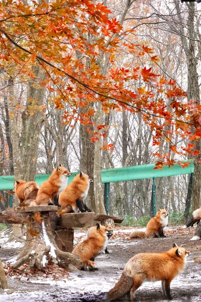 Expectation... - The photo, Fox, Leaves, Animals, Fluffy, Autumn