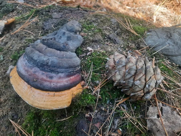 First experience of going for pine cones - My, Life stories, Situation, Forest, Walk, Longpost