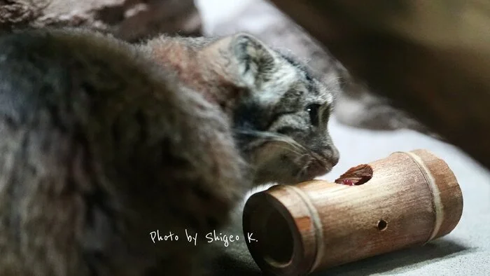 Big deal, I'm stuck... It happens to everyone... - Wild animals, Predatory animals, Pallas' cat, Cat family, Small cats, The photo, Zoo, Instagram (link), Longpost, Repeat