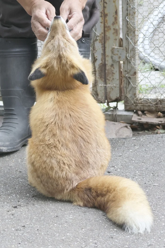 Scratching the cheeky red muzzle - The photo, Fox, Animals, Fluffy