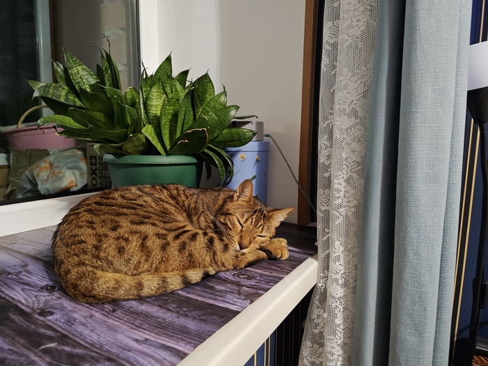 Приятных снов!