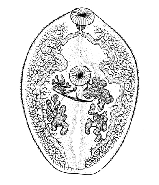Дигенетические сосальщики