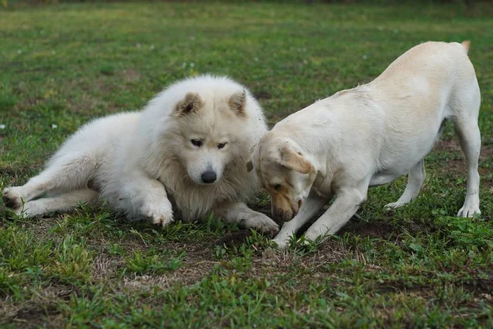 Why does my dog ??constantly dig in the ground? Answering a reader's question - Training, Dog lovers, Pets, Friend, Care, Cats and dogs together, Dog