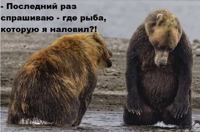 He doesn't admit it!:)) - Picture with text, Brown bears