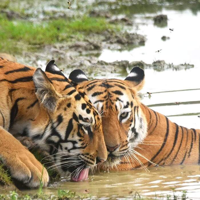 Mother and child - Bengal tiger, Tiger, Big cats, Cat family, Predatory animals, Wild animals, wildlife, National park, India, Water, The photo