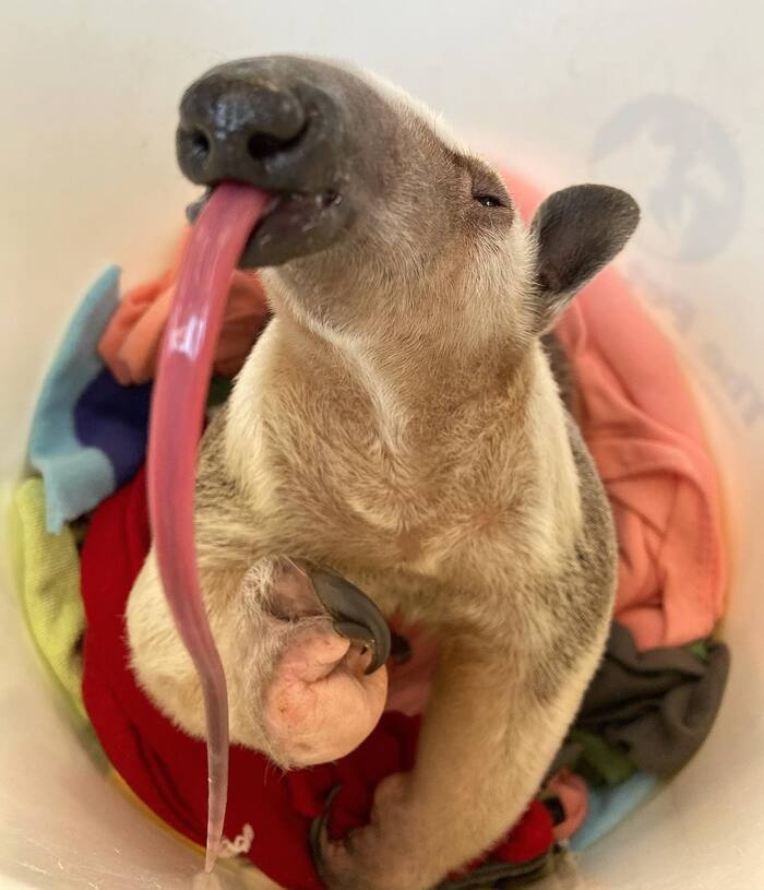 Длинноязыкое