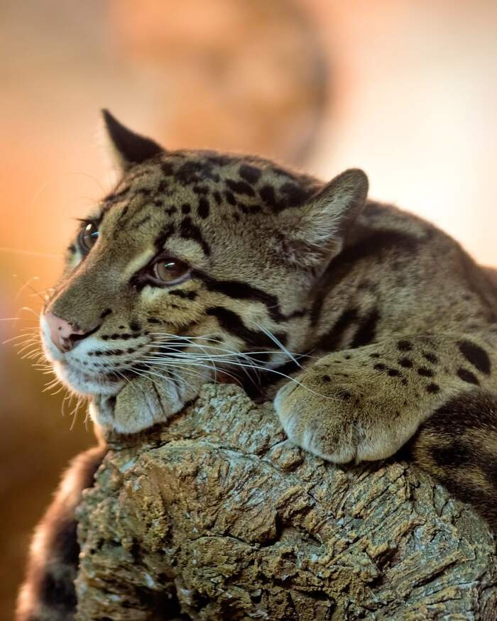 Clouded Leopards - Clouded leopard, Big cats, Cat family, Predatory animals, Wild animals, Zoo, The photo, Longpost