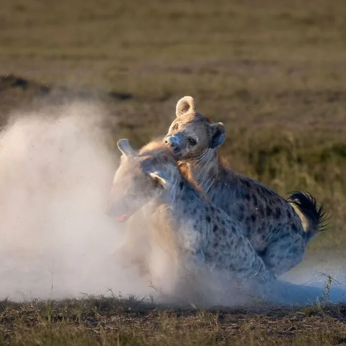 Clash of mothers - Hyena, Spotted Hyena, Predatory animals, Wild animals, wildlife, Reserves and sanctuaries, South Africa, The photo, Longpost