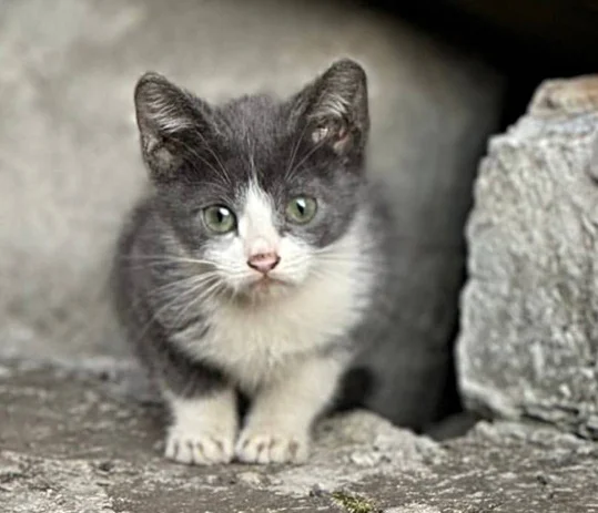 Котёнок по имени Мышонок мечтает о доме... - В добрые руки, Кошатники, Котята, Пушистые, Спасение, Без рейтинга, Лига Добра, Потеряшка, Кот, Москва, Волонтерство, Бездомные животные, Приют, Длиннопост