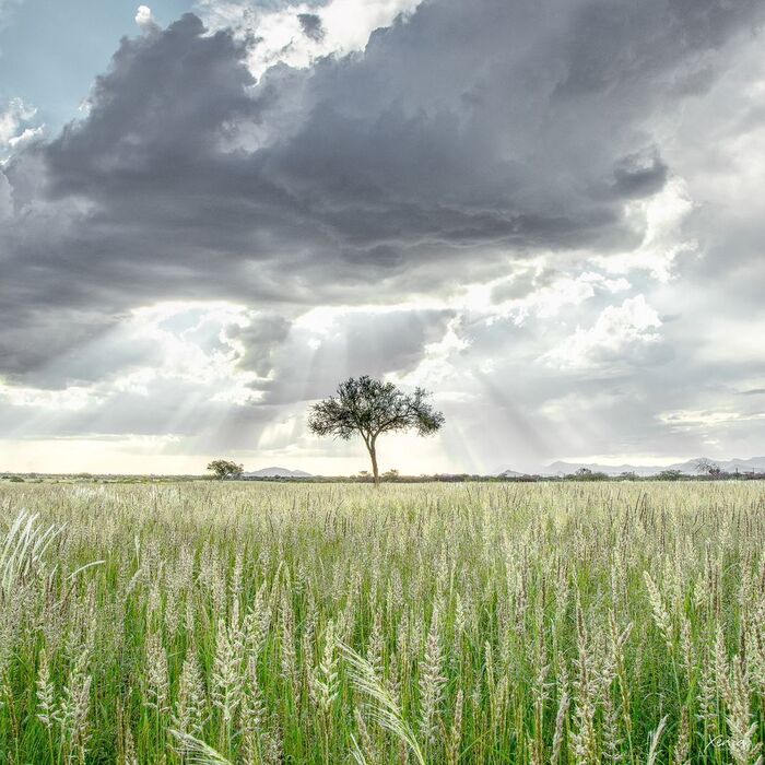 After the rain - Plants, Tree, wildlife, South Africa, The photo