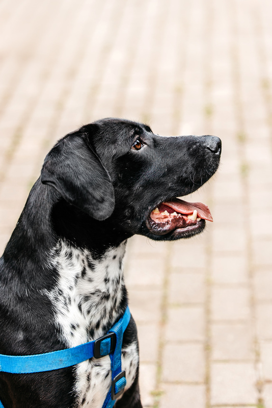 Pointer Casper in good hands - Pointer, Kurzhaar, In good hands, Overexposure, Shelter, Homeless animals, Happiness, Dog, Volunteering, Moscow, Moscow region, Charity, Kindness, Longpost