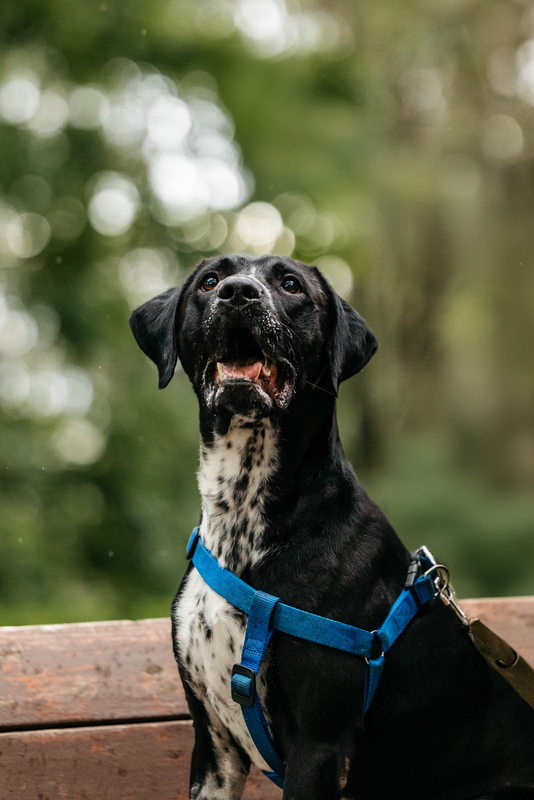 Pointer Casper in good hands - Pointer, Kurzhaar, In good hands, Overexposure, Shelter, Homeless animals, Happiness, Dog, Volunteering, Moscow, Moscow region, Charity, Kindness, Longpost