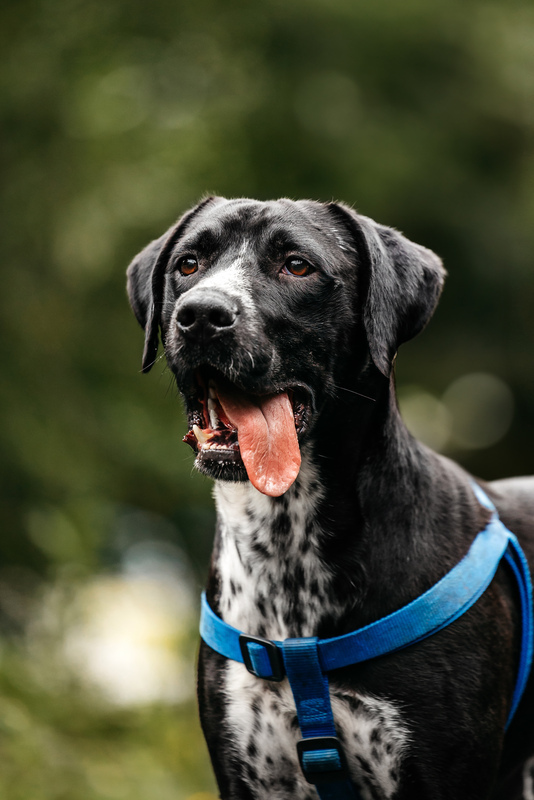 Pointer Casper in good hands - Pointer, Kurzhaar, In good hands, Overexposure, Shelter, Homeless animals, Happiness, Dog, Volunteering, Moscow, Moscow region, Charity, Kindness, Longpost