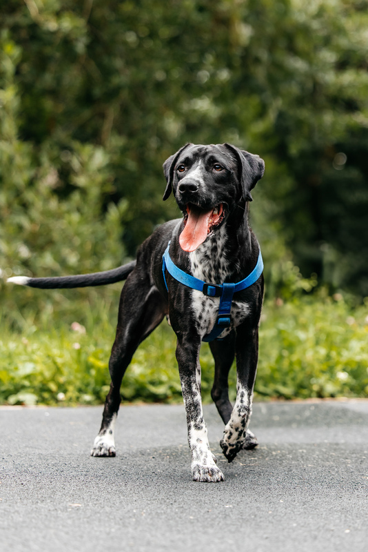 Pointer Casper in good hands - Pointer, Kurzhaar, In good hands, Overexposure, Shelter, Homeless animals, Happiness, Dog, Volunteering, Moscow, Moscow region, Charity, Kindness, Longpost