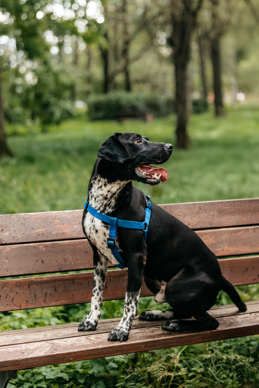 Pointer Casper in good hands - Pointer, Kurzhaar, In good hands, Overexposure, Shelter, Homeless animals, Happiness, Dog, Volunteering, Moscow, Moscow region, Charity, Kindness, Longpost