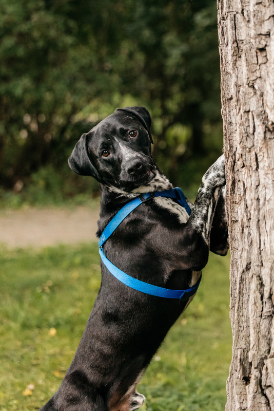 Pointer Casper in good hands - Pointer, Kurzhaar, In good hands, Overexposure, Shelter, Homeless animals, Happiness, Dog, Volunteering, Moscow, Moscow region, Charity, Kindness, Longpost