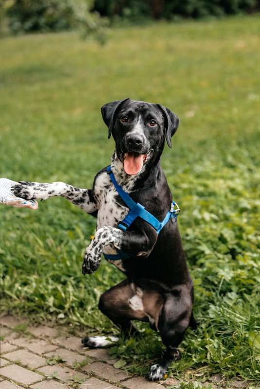 Pointer Casper in good hands - Pointer, Kurzhaar, In good hands, Overexposure, Shelter, Homeless animals, Happiness, Dog, Volunteering, Moscow, Moscow region, Charity, Kindness, Longpost